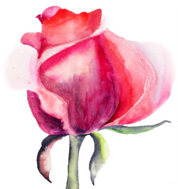 Rose flower