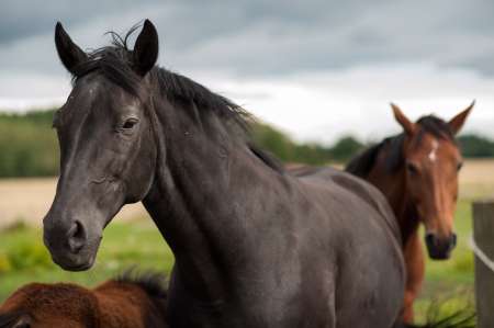 Black horse in the Swedish countryside