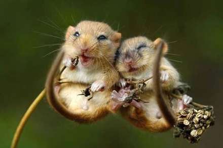 عشق و محبت در میان حیوانات