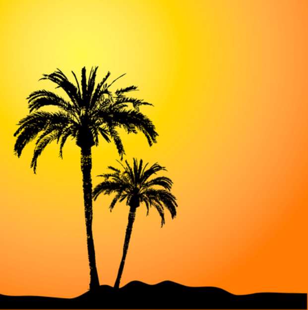 palm trees