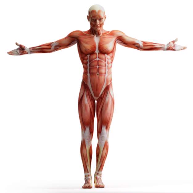 anatomy, muscles