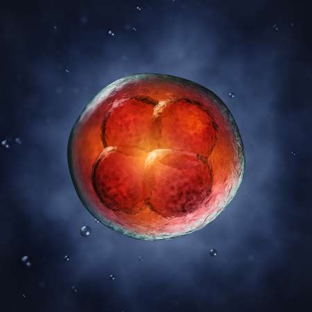 Four-cell embryo  , 3d illustration