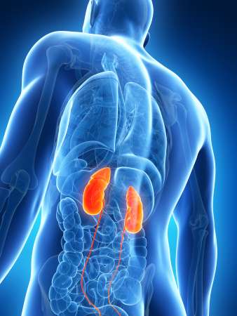 3d rendered illustration of the male kidneys