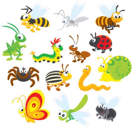 Insects