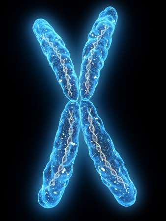 isoliertes X - Chromosom