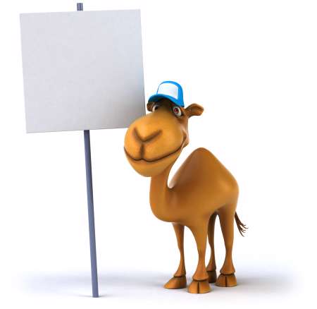 Fun camel