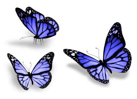 Three blue butterfly, isolated on white background