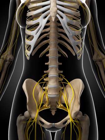 3d rendered illustration of the female nervous system
