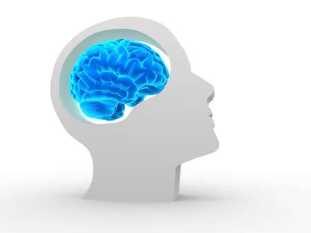Brain