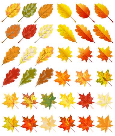 Collection of color autumn leaves