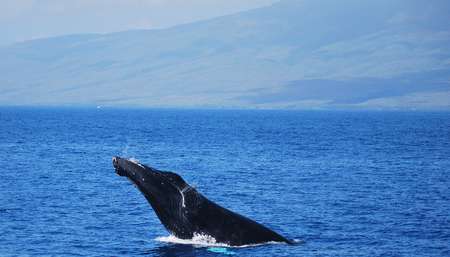 Whale