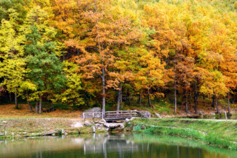 wooden bridge near the lake in autumn