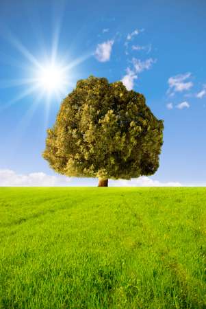 Sunny tree