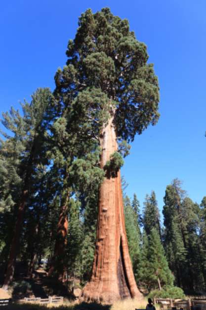 Mammutbأ¤ume Sequoia NP USA