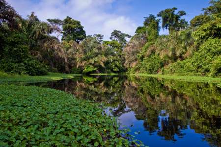 A river and trees in a rainforest