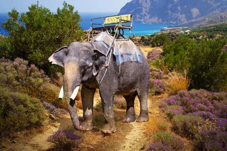 Elephant standing on the road
