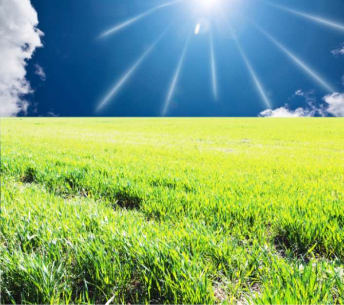 Sunny field