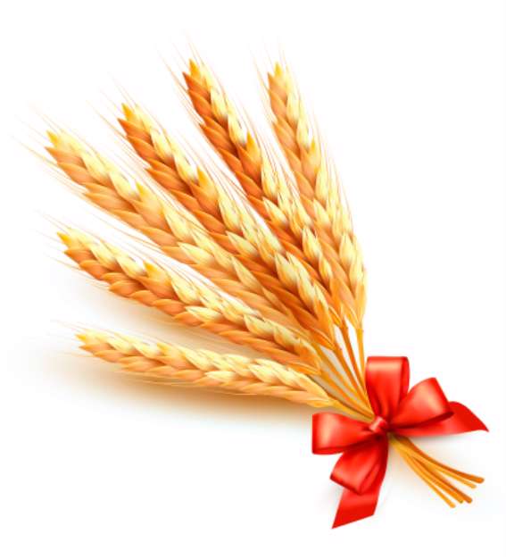 Ears of wheat with red bow. Vector.