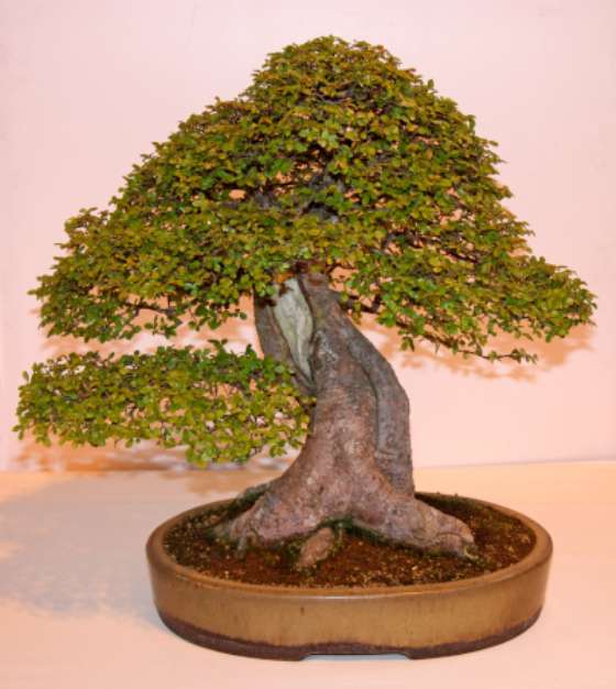 A Real Japanese Bonsai Style Miniature Tree.