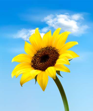 Background with sunflower field over cloudy blue sky. Vector