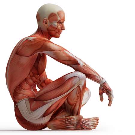 anatomy, muscles