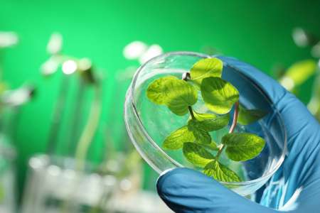 Scientist examining samples with plants