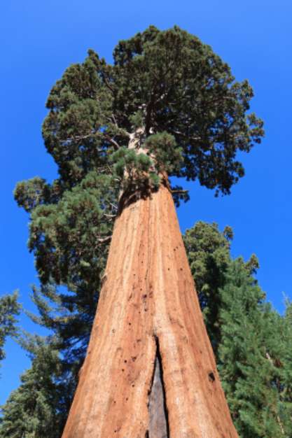 Mammutbأ¤ume Sequoia NP USA