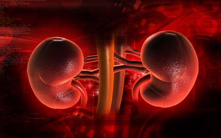 Kidney