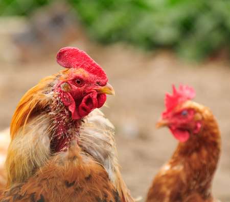 Plucked Rooster and Hen