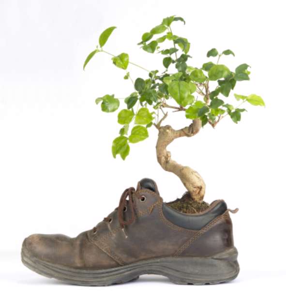 Ecological Footwear - bonsai plant grows in the shoe