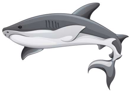 Generic shark illustration