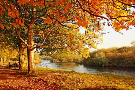 Beautiful Autumn in the park