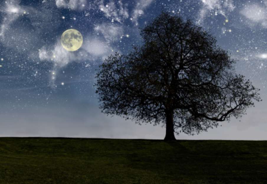Night tree