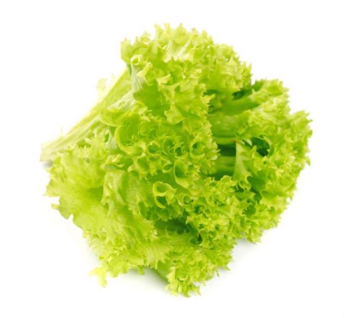 Lettuce salad isolated