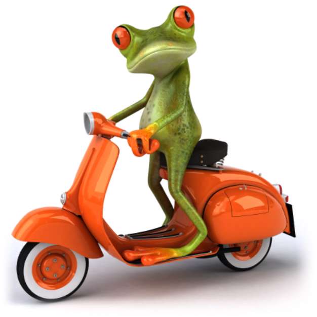 Grenouille en scooter