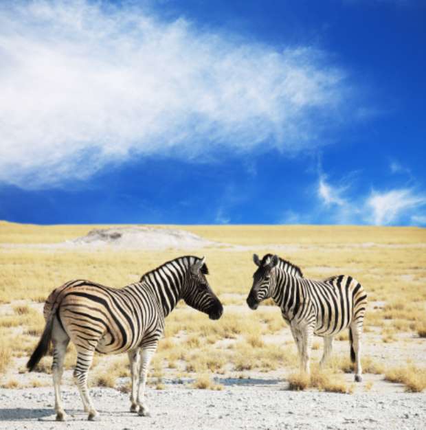 Zebra