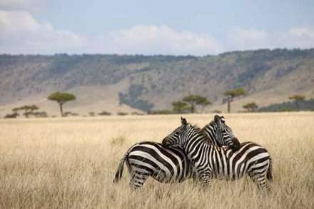 عشق و محبت در میان حیوانات