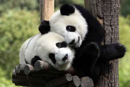 عشق و محبت در میان حیوانات