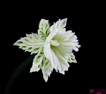 کنده کاری های جادویی روی میوه ها و سبزیجات