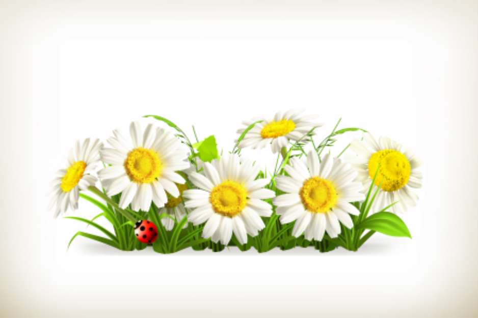 Daisies in grass