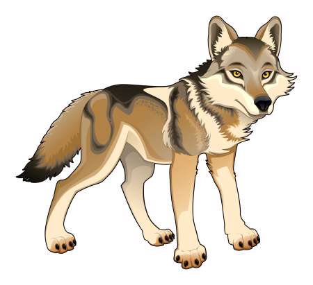 Wolf. Vector isolated character