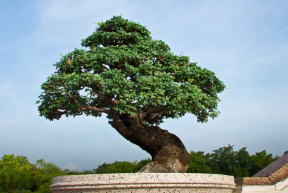 Bonsai tree