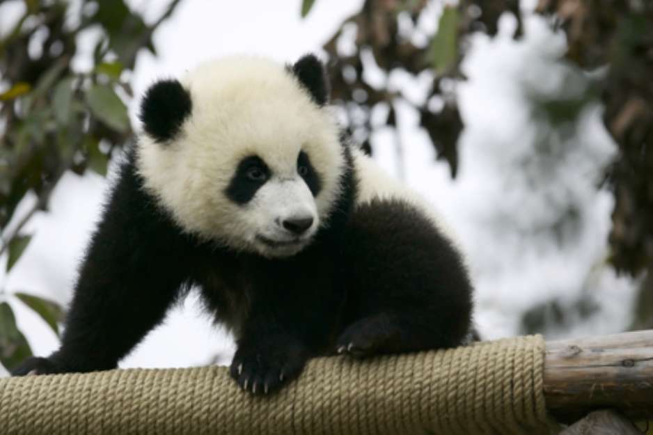 Giant Panda