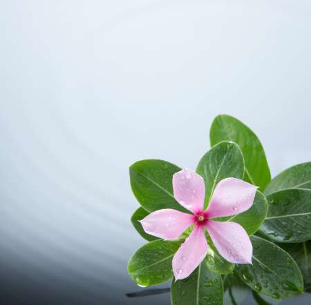 flower and water ripple