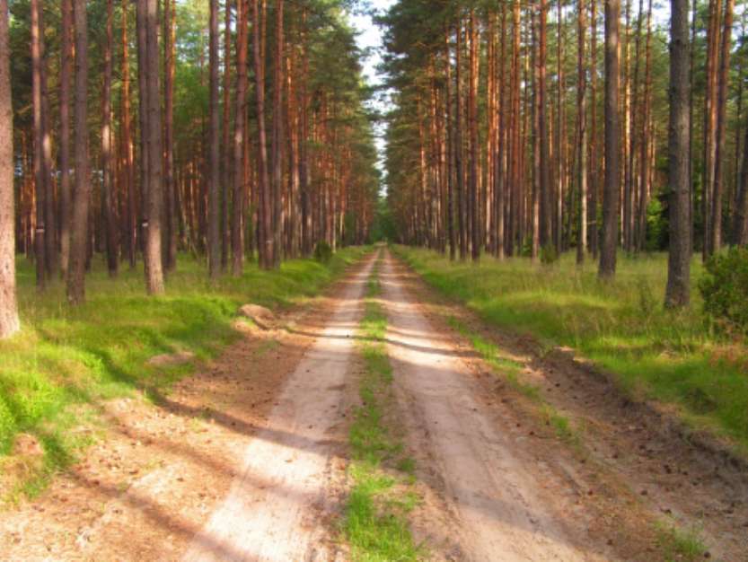 path in the forest