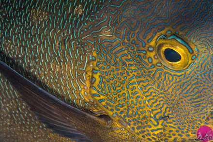 ماهی های واقعی شبیه به نقاشی های آبستره