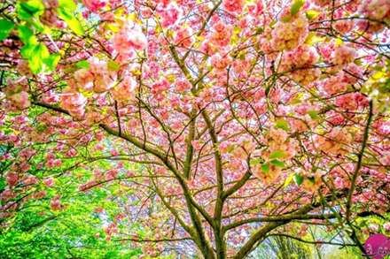 تصاویری از طبیعت زیبای بهاری برای بدرقه فروردین ماه