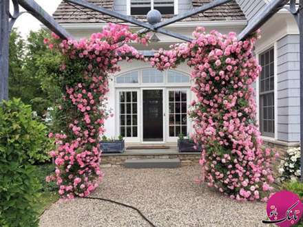 نمایی زیبا و رویایی با رزهای بالارونده