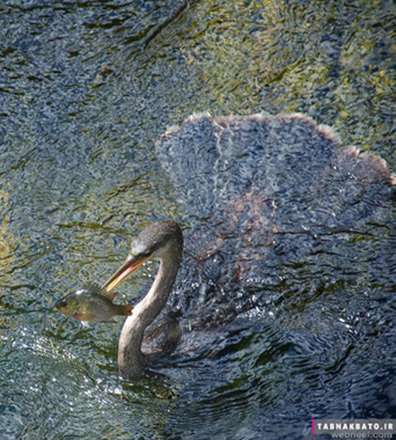 نمونه عکس‌های الهام‌بخش «عکاسی از پرندگان»