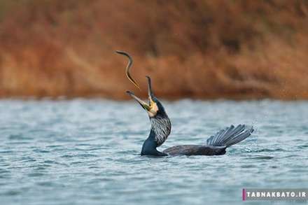 نمونه عکس‌های الهام‌بخش «عکاسی از پرندگان»